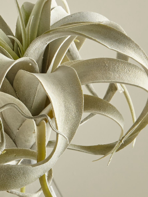 Faux Air Plant