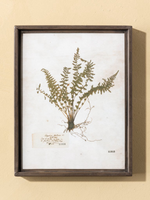 No. 918 Botanical Print