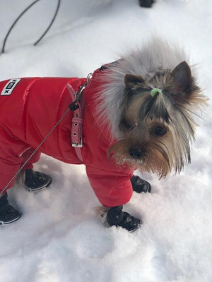 Pet Winter Overcoat (s-xxl)