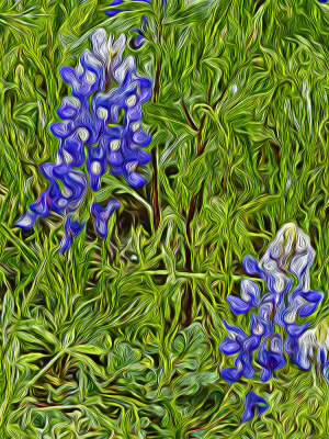 Bluebonnets 3