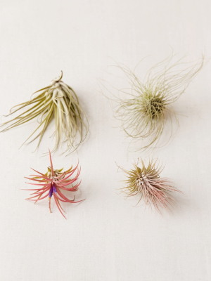 Small Live Assorted Air Plant - Set Of 4