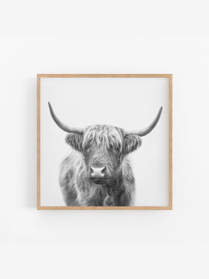 Highland Bull Ii