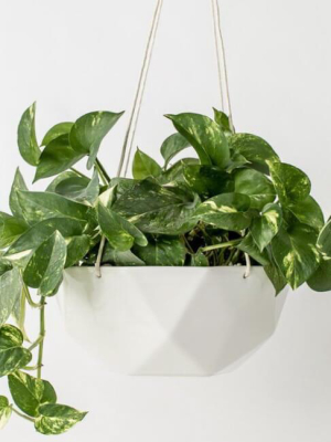 Convivial Geometric Hanging Planter