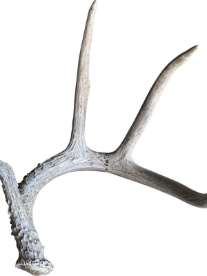 Deer Antler, Medium