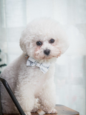 Marble (set) Collar/bow/vest/bandana