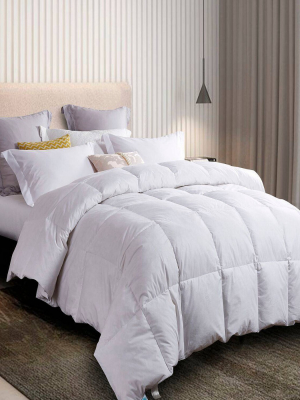 Feather & Down Comforter - Martha Stewart