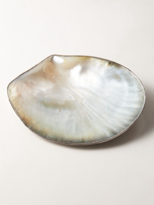 Shell Soap Dish