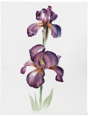 Mid-20th Century Charles De Carlo Iris Watercolor Painting