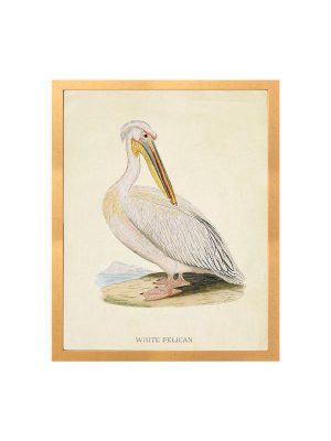 White Pelican Vintage Print