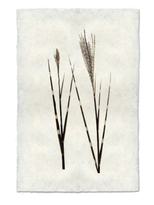 Grass Form