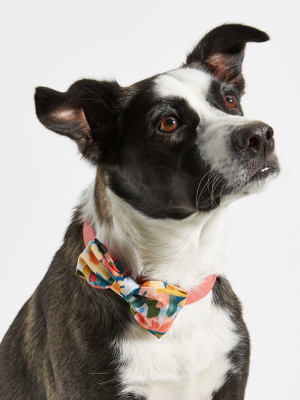 The Foggy Dog Bow Tie