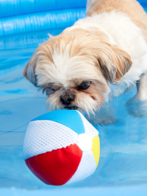 Bark Life's A Beach Ball Dog Toy