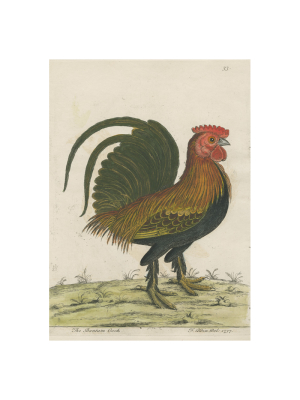 Bantam Cock