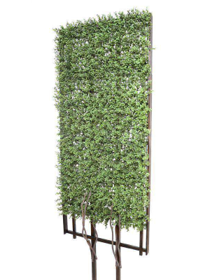 Boxwood Trellis