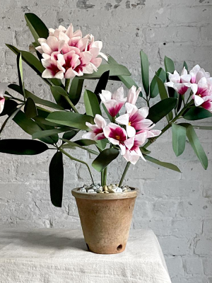 The Green Vase Potted Rhododendron