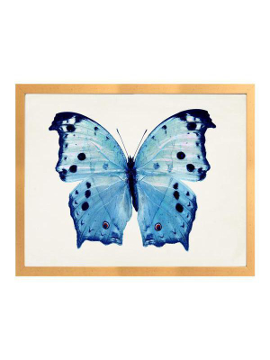 D Blue Butterfly