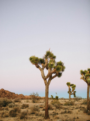 Photographic Print | Joshua Tree