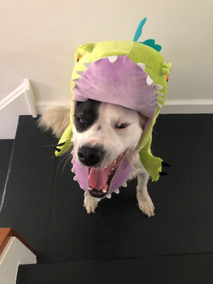 Reptar Dog Halloween Costume