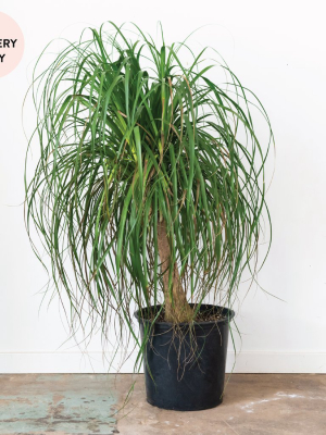 Ponytail Palm