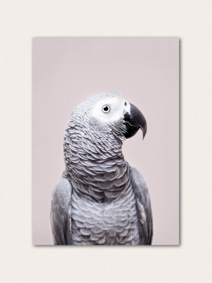 African Grey