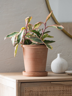 Magnolia Stamped Planter + Saucer