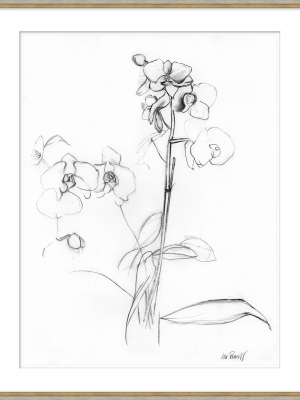 Orchid Drawing I