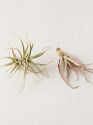 Large Live Assorted Air Plant - Set Of 2