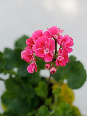 Vitruvi Geranium