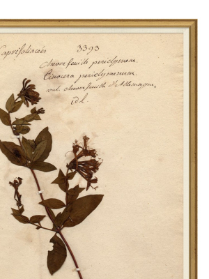 Herbarium Study Iv