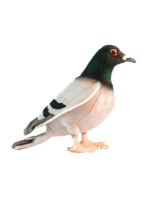 Hansa Pigeon