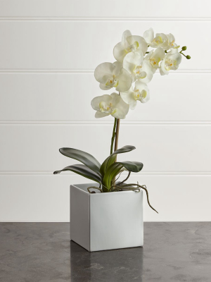 Large Potted Orchid Plant