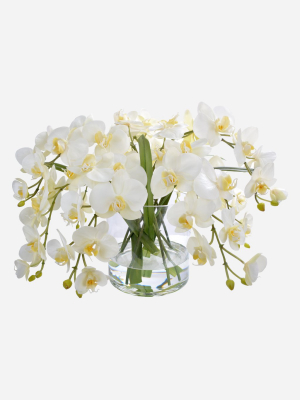 Phalaenopsis Orchid In Glass, 13 Inch