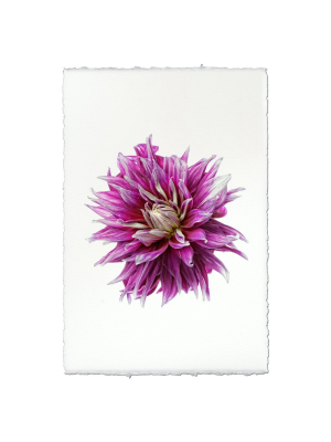 Dahlia Print - Ac Darkhorse