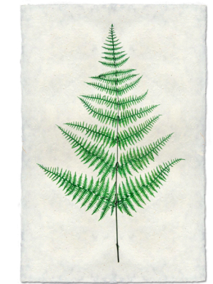 Fern #9