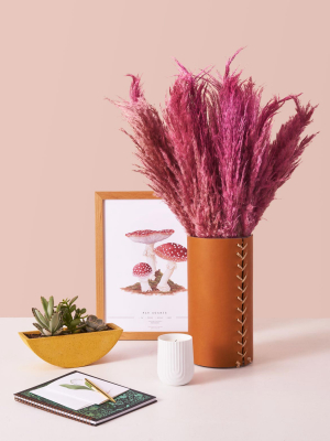 Dried Pink Pampas Stems