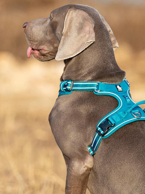 Pet Safety Harness