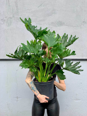 Philodendron Hope Selloum | 10"