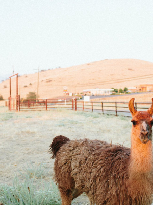 Photographic Print | Llama