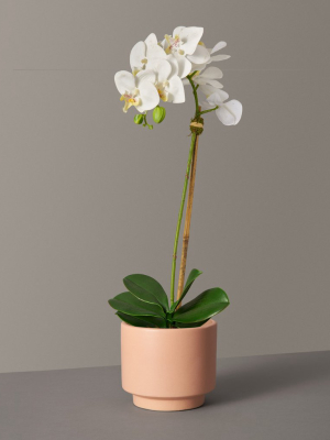 Faux Orchid Phalaenopsis