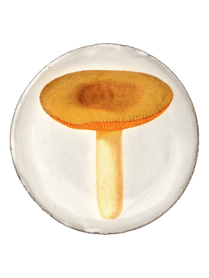 Agaric Sapide Saucer