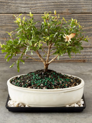 Dwarf Pomegranate Bonsai