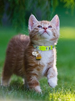 Cute Custom - Safety Collars