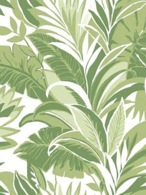 Palm Silhouette Wallpaper In Green From The Conservatory Collection By York Wallcoverings