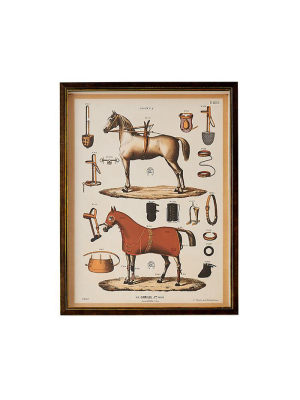 Equestrian Print Ii