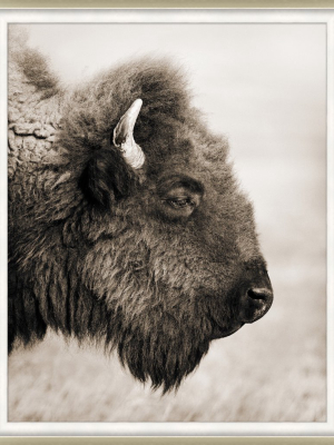 Badlands Bison