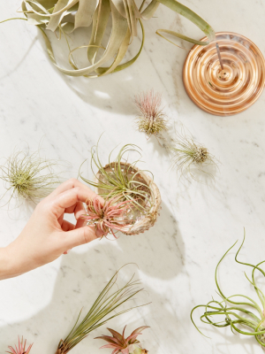 Small Live Assorted Air Plant - Set Of 12