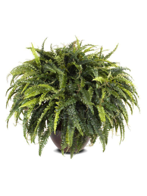 Forest Fern 1448