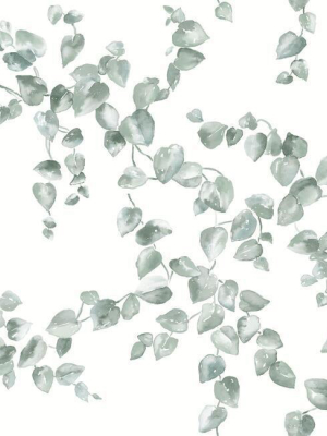 Creeping Fig Vine Wallpaper In Sage From The Simply Farmhouse Collection By York Wallcoverings