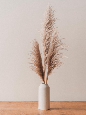 Pampas Grass Bunch, Natural