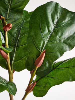 Fiddle Leaf Branch